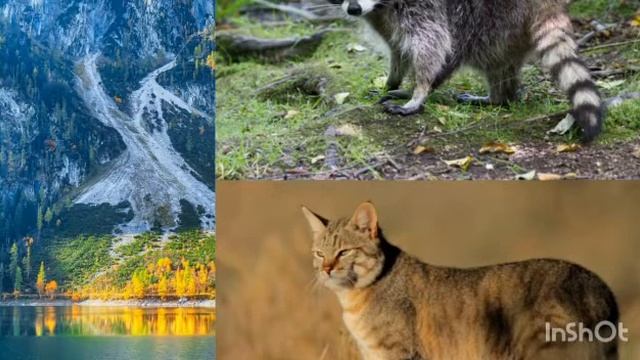 енот против степного кота. кто победит смотреть онлайн