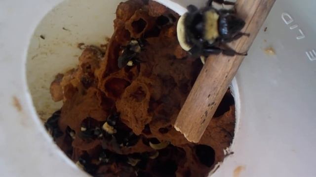 Relocated Bumble Bee Nest #1, August 2017; shh, walk slowly. смотреть онлайн