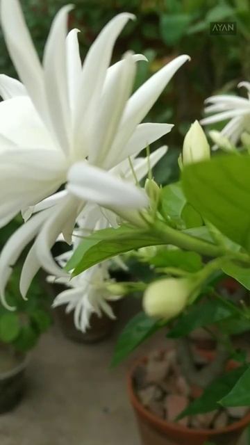 My Jasmine #garden #gardening #nature #photography #rells смотреть онлайн