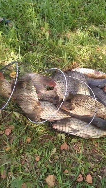 Увесистый улов на рыбалке в урочище 