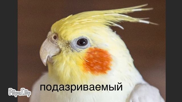 Эмоции кореллы