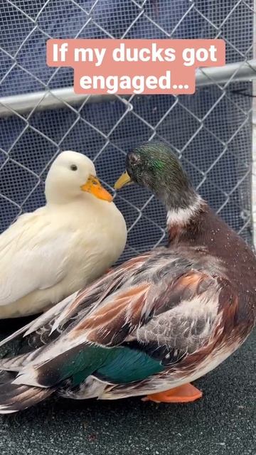 Should we have a duck wedding this summer? #wedding #ducks смотреть онлайн