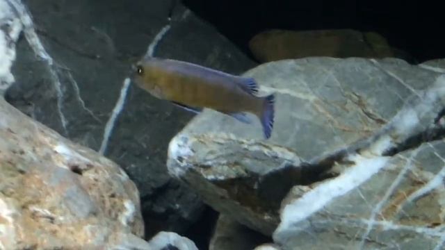 Labeotropheus Trewavasae Chilumba