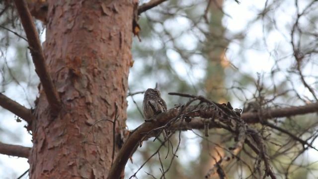 Pygmy Owl In Belawezhskaya Pusha NP