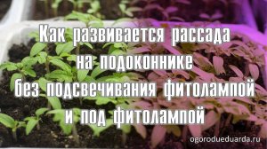 Показываю как развивается рассада петунии под фитолампой и без фитолампы.