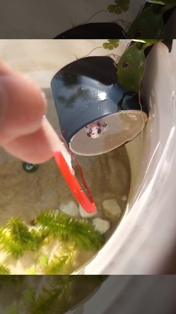 betta fish and the mirror смотреть онлайн
