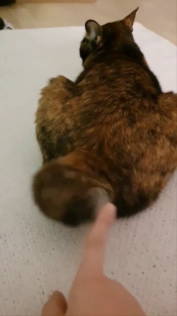 몸은 편안하지만 꼬리는 바쁩니다 내의지가 아닙니다요