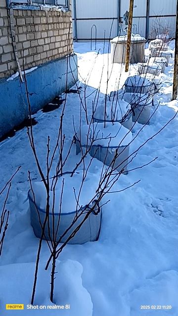 как зимует голубика на юге России.