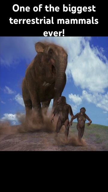 Not just one of the biggest land mammals ever, but also one of the weirdest #prehistoric mammals! смотреть онлайн