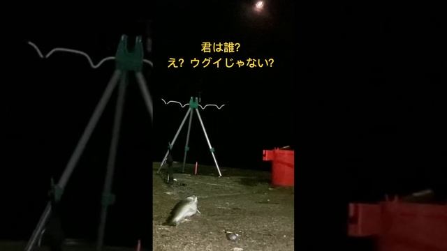 君は誰？え？ウグイじゃない？#網走市 #オホーツク海 #釣り смотреть онлайн