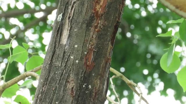 五色鳥育幼記 смотреть онлайн