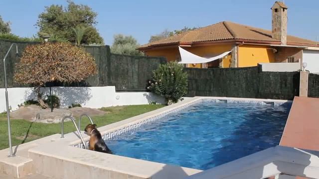 German Shepherd swimming pool hidden camera смотреть онлайн