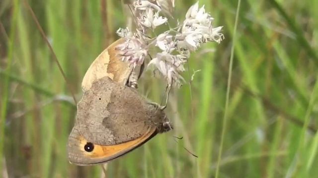 Meadow Brown butterflies mating смотреть онлайн