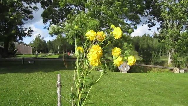 DANSANDE RUDBECKIA 041.MOV смотреть онлайн