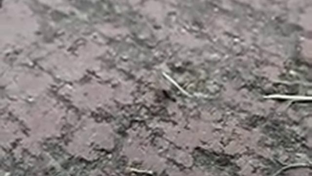 アリ смотреть онлайн