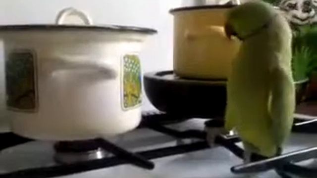 Кеша зеленый попугай хочет есть! Прикол