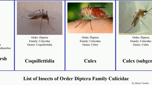List of Insects of Order Diptera Family Culicidae anopheles culex aedes culiseta mosquito cancer