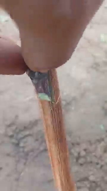 Прививка винограда