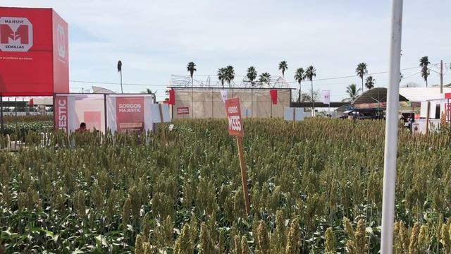 Drone Fumigador DJI Agras MG-1S , Demonstration ex Expo Agro Sinaloa Mexico por Scorpion Drones смотреть онлайн