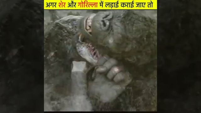 अगर शेर और गोरिल्ला के बीच में लड़ाई कराई जाए तो कौन जीतेगा/#shorts/fact tv news смотреть онлайн