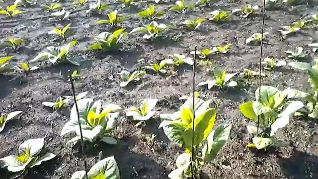 табачок растёт смотреть онлайн