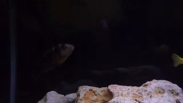 МОЙТЕ ЦИХЛИДИ смотреть онлайн