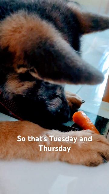 Loki the German shepherd needs treats everyday #germanshepherd #dog #puppy #pet смотреть онлайн