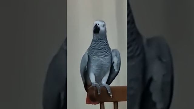 Траляля тополяя... лирика в настроении смотреть онлайн