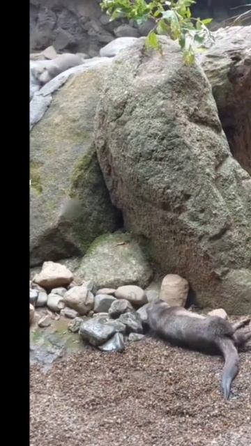 Funny Koala And Playful Otters #wildlife #wildanimals