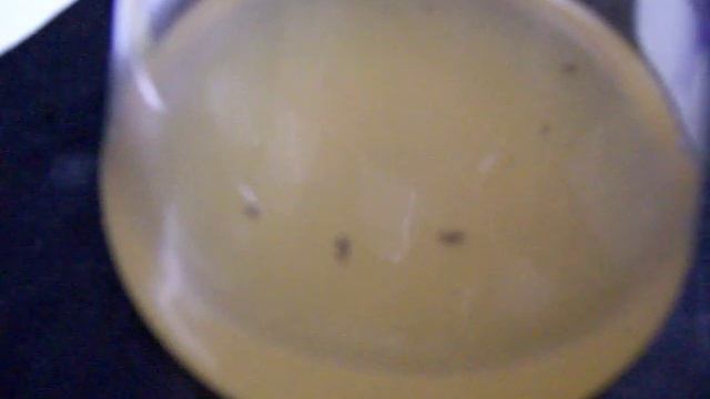 Swimming and Dancing 4 Coffin Fly Adults on Spent Alkaline Nutrient Broth.MOV смотреть онлайн
