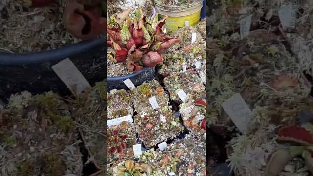 Como eu cultivo minha plantas Part 2 смотреть онлайн