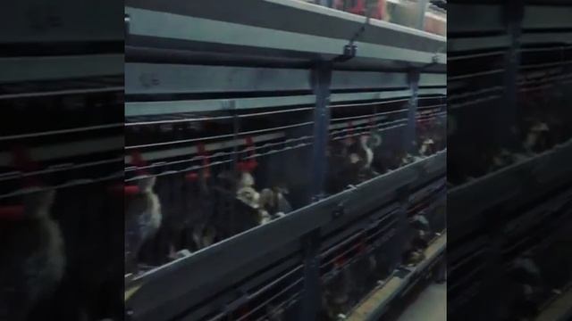 Подрощенный молодняк индеек отечественных пород смотреть онлайн