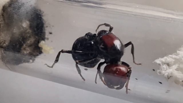 🐜 Messor Cephalotes Królowa