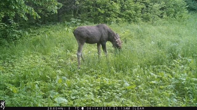 Browning Spec Ops (2015)