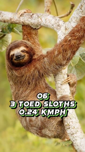 Slowest animals in the world #india #ytshorts смотреть онлайн
