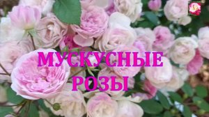 ВЫРАЩИВАЮ МУСКУСНЫЕ РОЗЫ