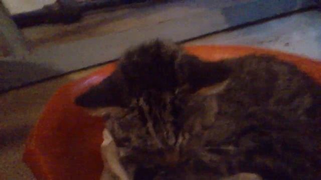 Котик заболел собираем на лечение смотреть онлайн