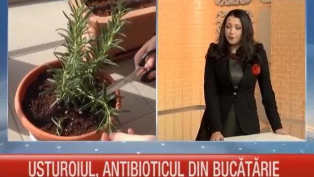 Leac Bun: 10 antibiotice naturale din plante смотреть онлайн