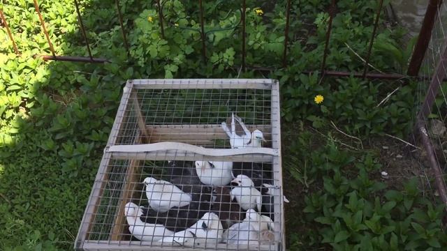 #Pigeons.Проверка пищалок.