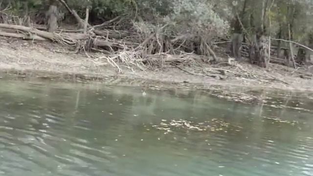 TRIGGERFISH THINKTANK / GLOBAL FISHING CONNECTION