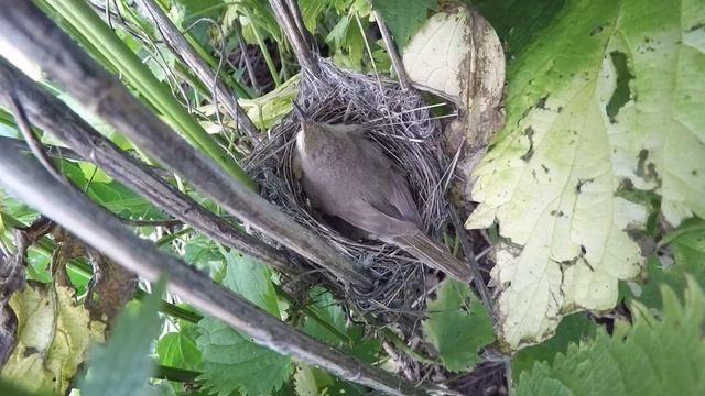 Камышовка Садовая 160622 1гнездо с яйцами к северу от ферм 8 смотреть онлайн