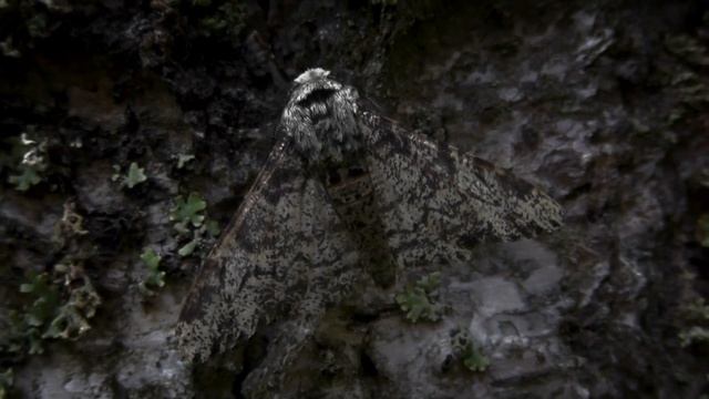 Motyle nocne смотреть онлайн