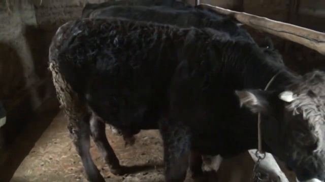 Бұқа бордақылау туралы ақпарат | Информация об откорме быков | Information about bull fattening