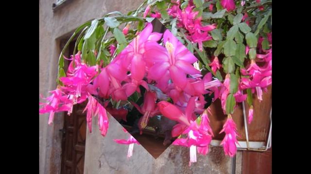 Schlumbergera II смотреть онлайн