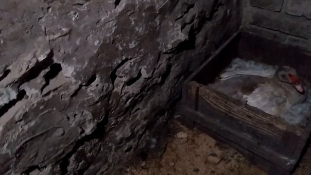 Вечерние хлопоты. смотреть онлайн