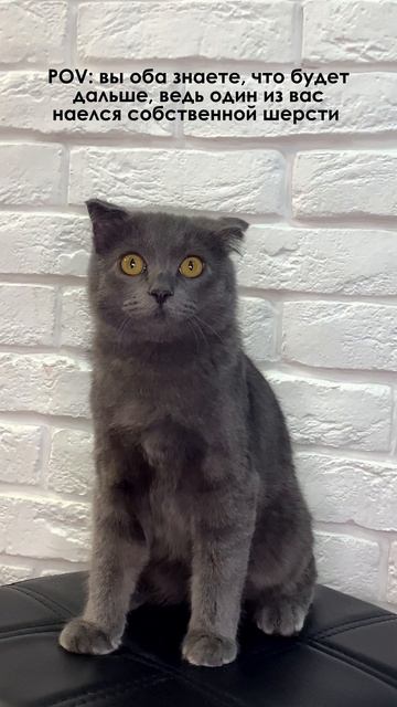Паста для кошек