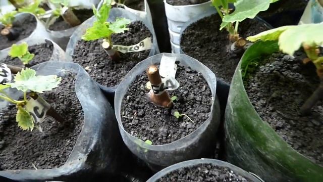 Экспиремент с ципками 2