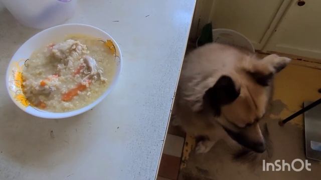 20 января 2022 г. Обед🥣по расписанию🐈⬛🐈🐕) смотреть онлайн