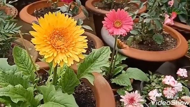 Carring of Gerbera for Getting Maximum flowers #winterflower #plantslover #video number 312 смотреть онлайн