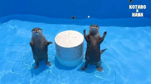 Выдры впервые плещутся в своем совершенно новом бассейне